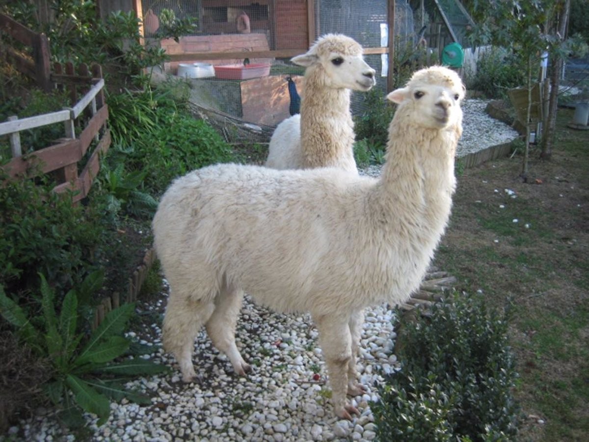 Una imatge d'arxiu d'una alpaca. - EP Una imatge d'arxiu d'una alpaca. - EP