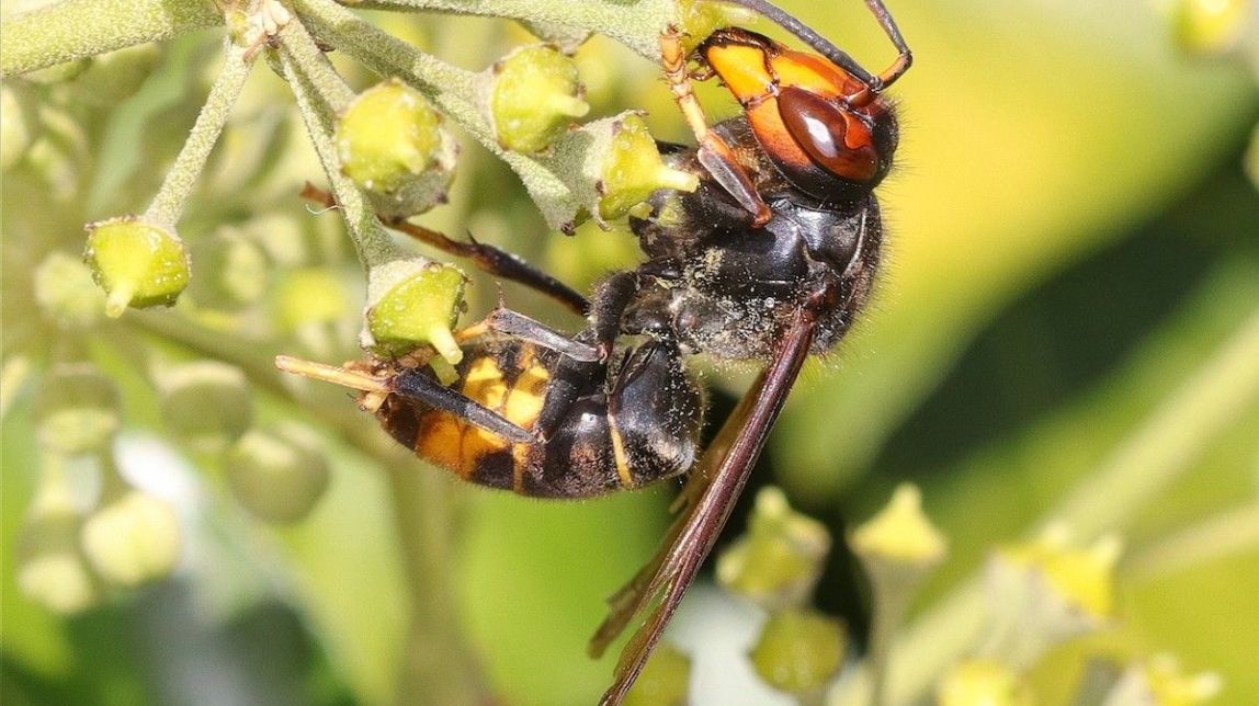 La vespa asiàtica que ha matat tres persones a Galícia: com identificar-la i protegir-se