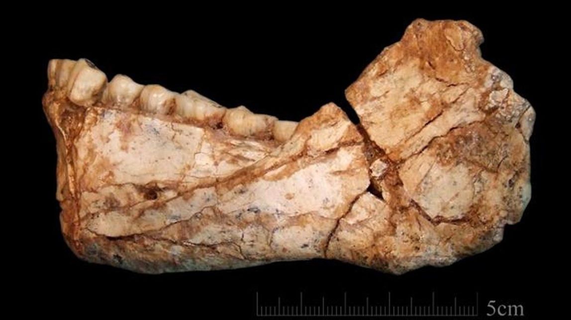 Mandíbula d'«Homo sapiens» trobada al jaciment de Jebel Irhoud (Marroc)
|
Institut Max Planck - |
Institut Max Planck Mandíbula d'«Homo sapiens» trobada al jaciment de Jebel Irhoud (Marroc)
|
Institut Max Planck - |
Institut Max Planck