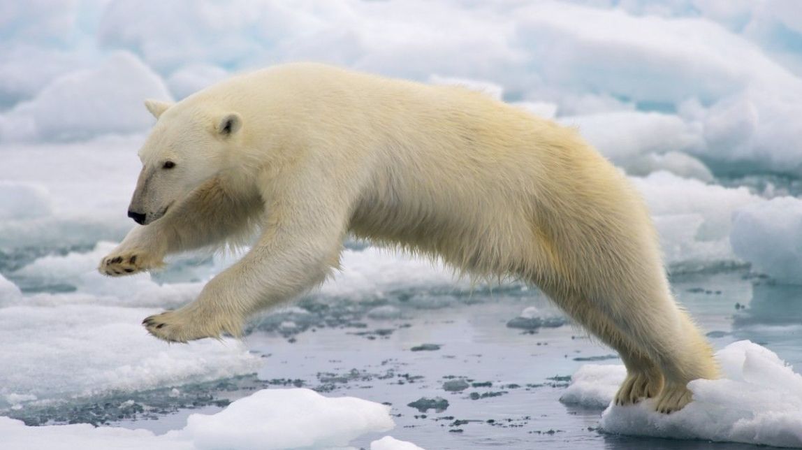 Un ós polar
|
Wikimedia Commons - |
Wikimedia Commons Un ós polar
|
Wikimedia Commons - |
Wikimedia Commons