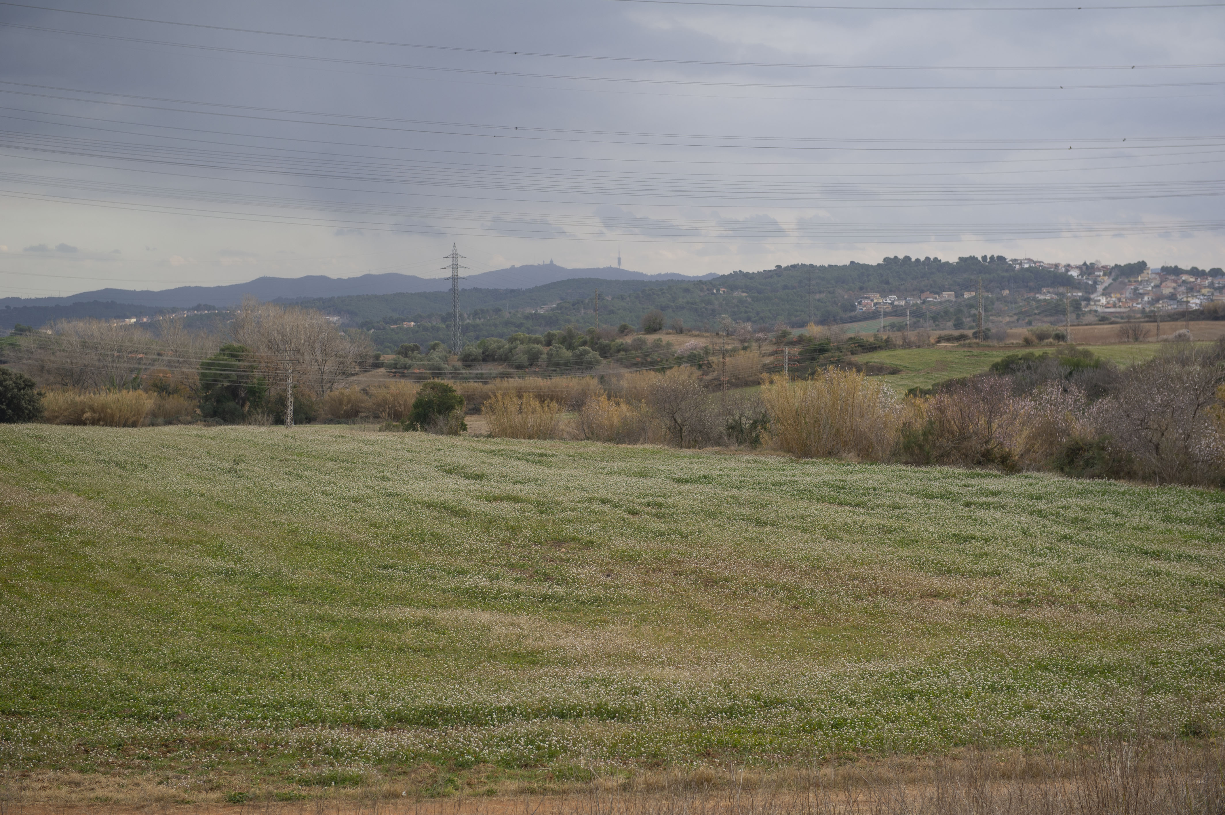 L’oportunitat dels Bellots II - L’oportunitat dels Bellots II -