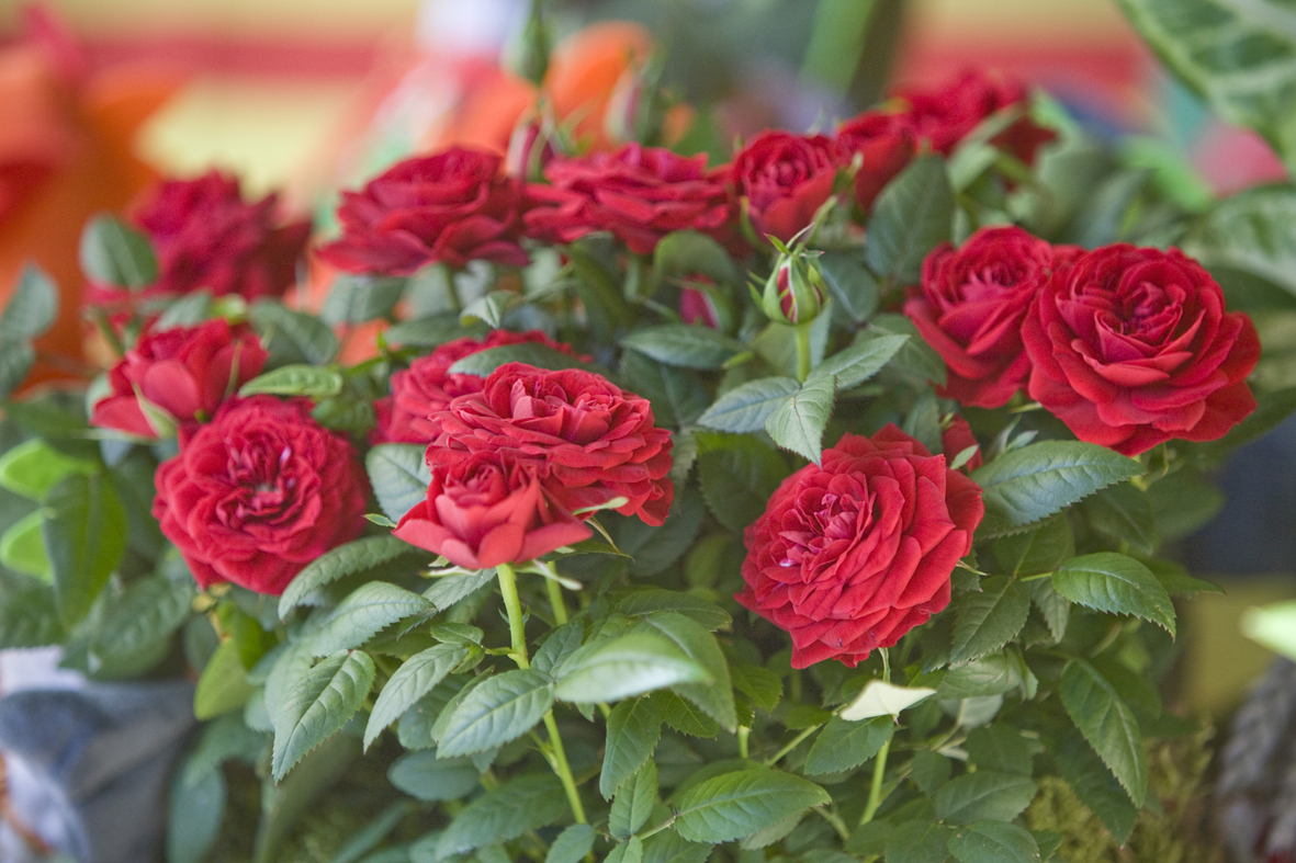 Una edició única per Sant Jordi - Una edició única per Sant Jordi -