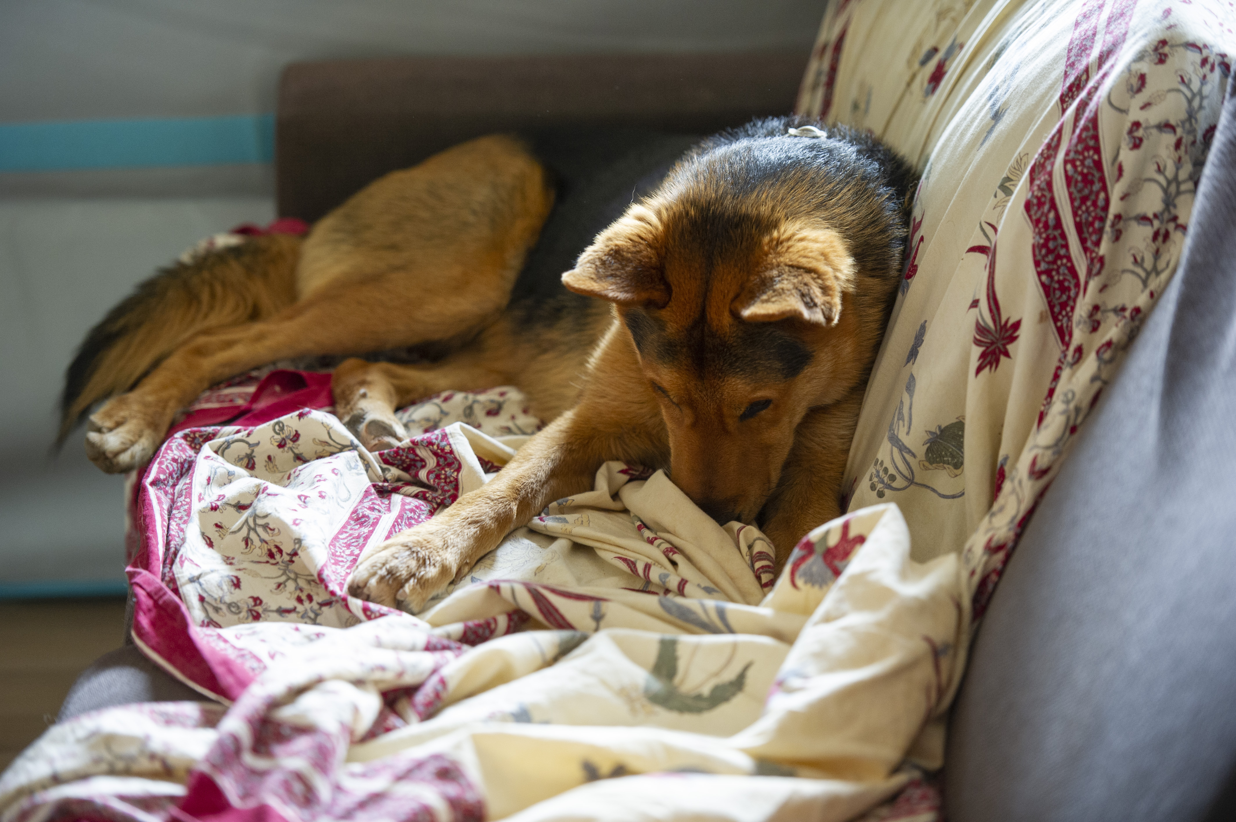 Dies de patiment animal - Dies de patiment animal -