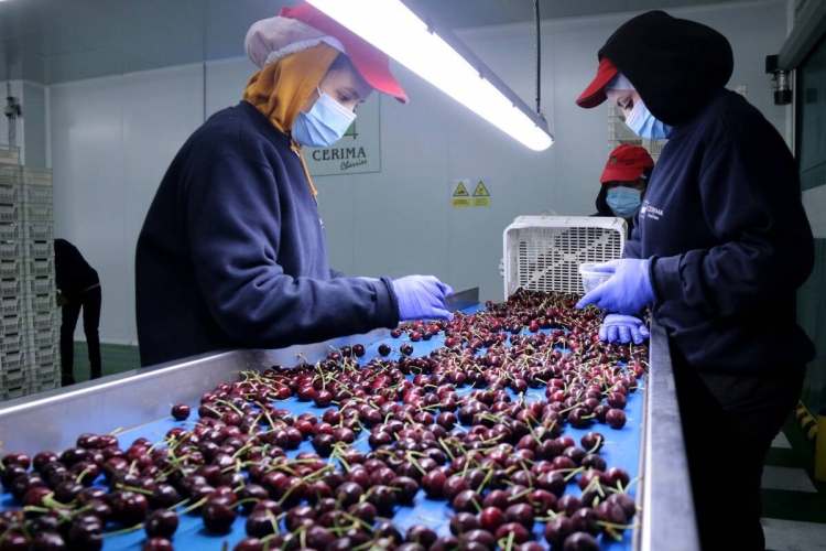 El sector de la cirera catalana obre el camí de les exportacions al mercat xinès El sector de la cirera catalana obre el camí de les exportacions al mercat xinès