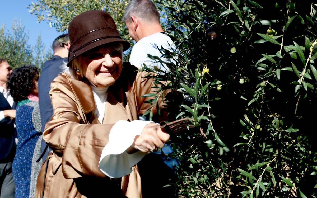 La DOP Siurana dispara la producció i enguany preveu superar els cinc milions de litres d'oli d'oliva La DOP Siurana dispara la producció i enguany preveu superar els cinc milions de litres d'oli d'oliva