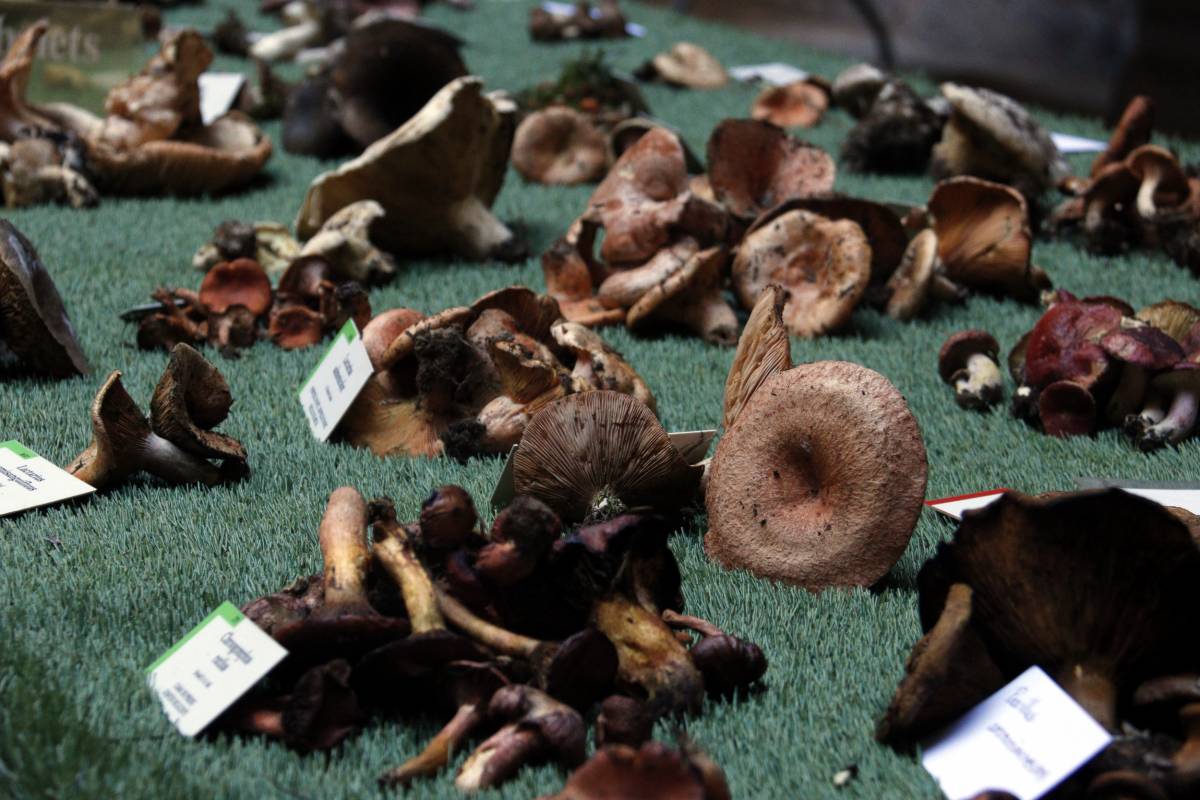 Els bolets tornen als boscos de Lleida, però els ceps triguen a aparèixer