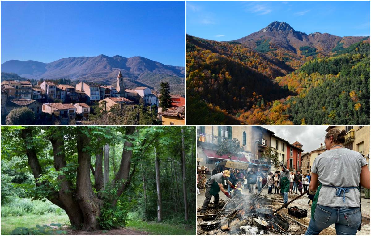 Aquesta és la capital catalana de la castanya Aquesta és la capital catalana de la castanya