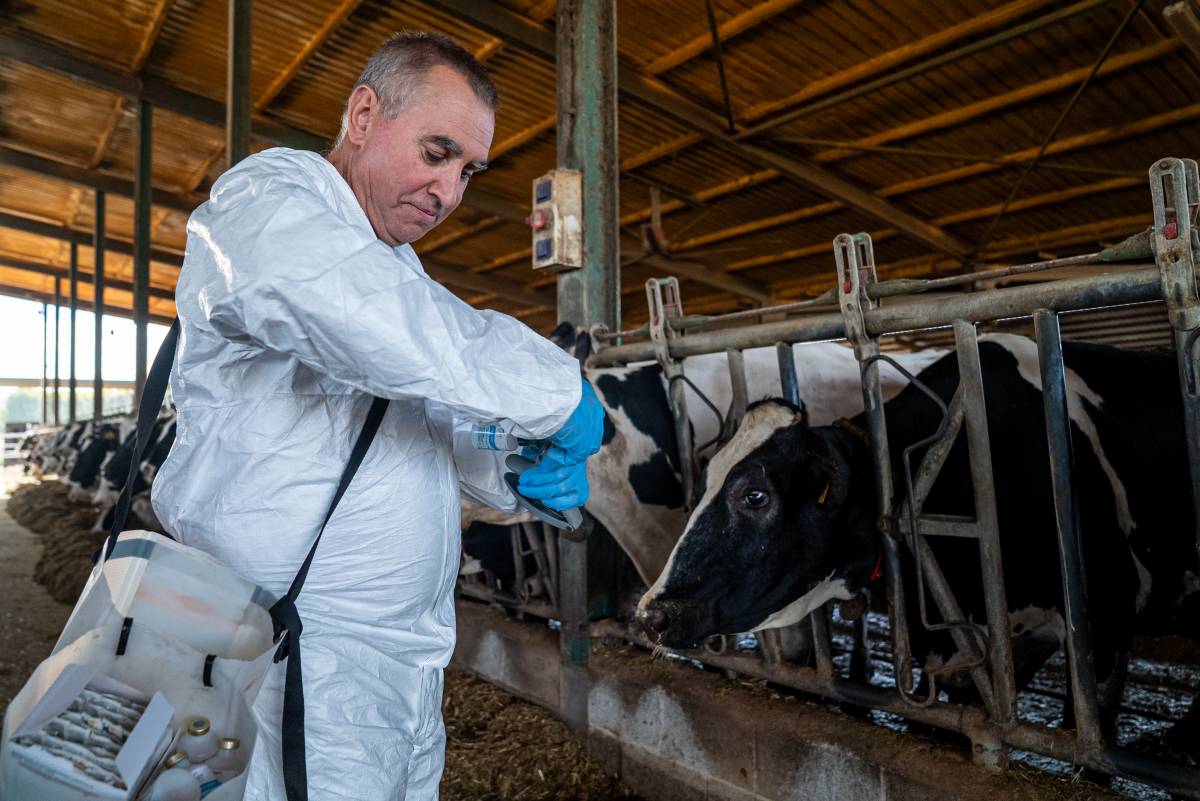Agricultura estén la vacunació de la dermatosi nodular contagiosa a 23 comarques