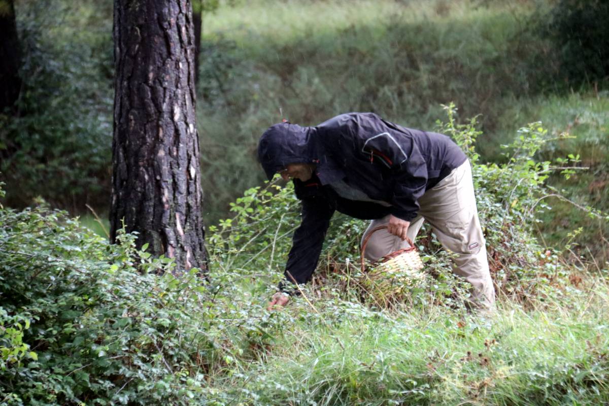 La producció de bolets arriba a 90 quilos per hectàrea: «Serà un any bo»