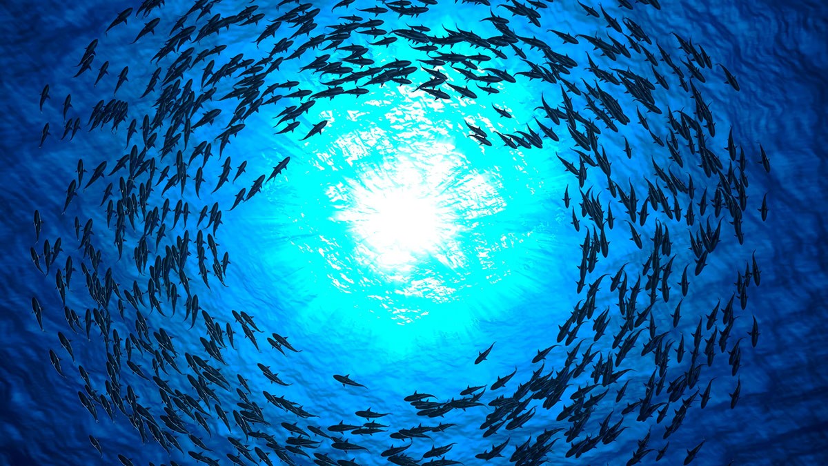 El futur dels oceans, a debat a Barcelona