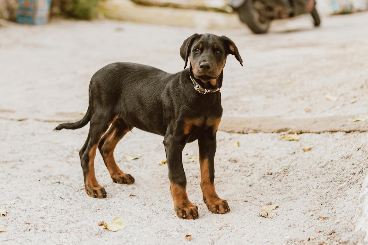 Un doberman - Pexels
