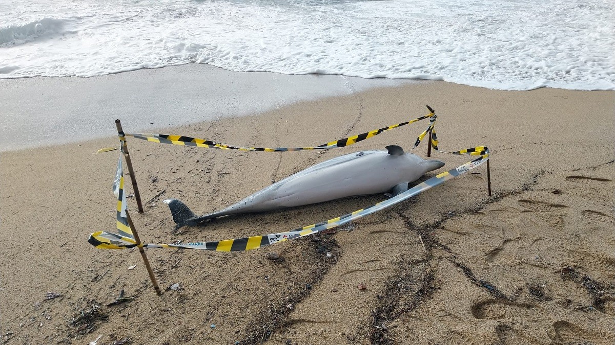 Troben un dofí mort a la platja de Badalona