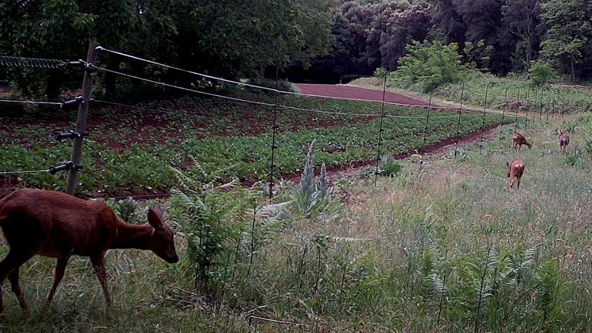 Més caça del cabirol per evitar una nova plaga com el senglar