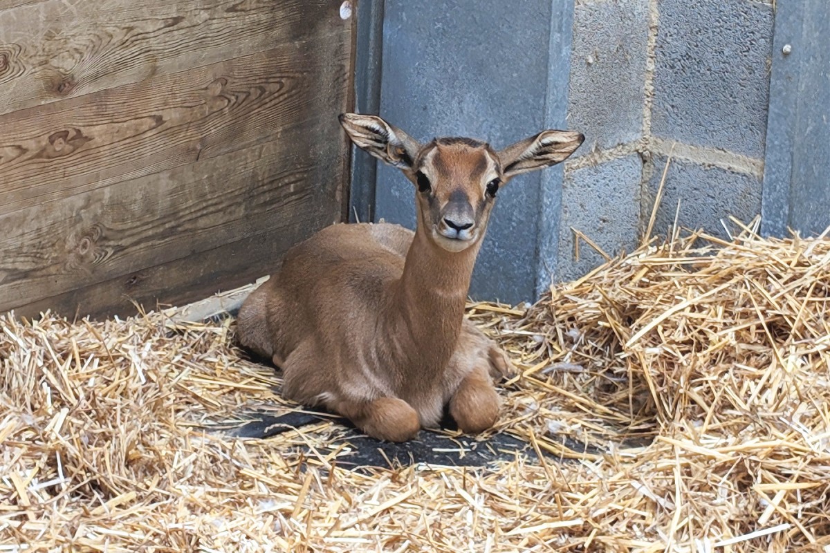 Neix al Zoo de Barcelona una espècie en perill crític d'extinció