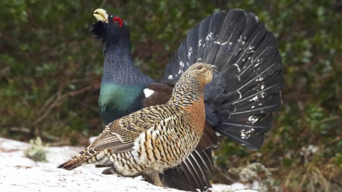 Alarma: més del 60% dels galls fers del Pirineu català tenen paràsits sanguinis
