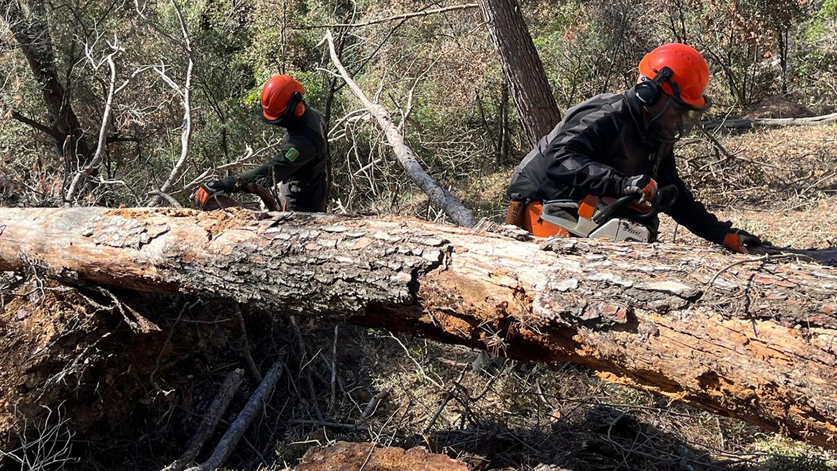«Emergència forestal»: la sequera provoca el col·lapse de boscos sencers