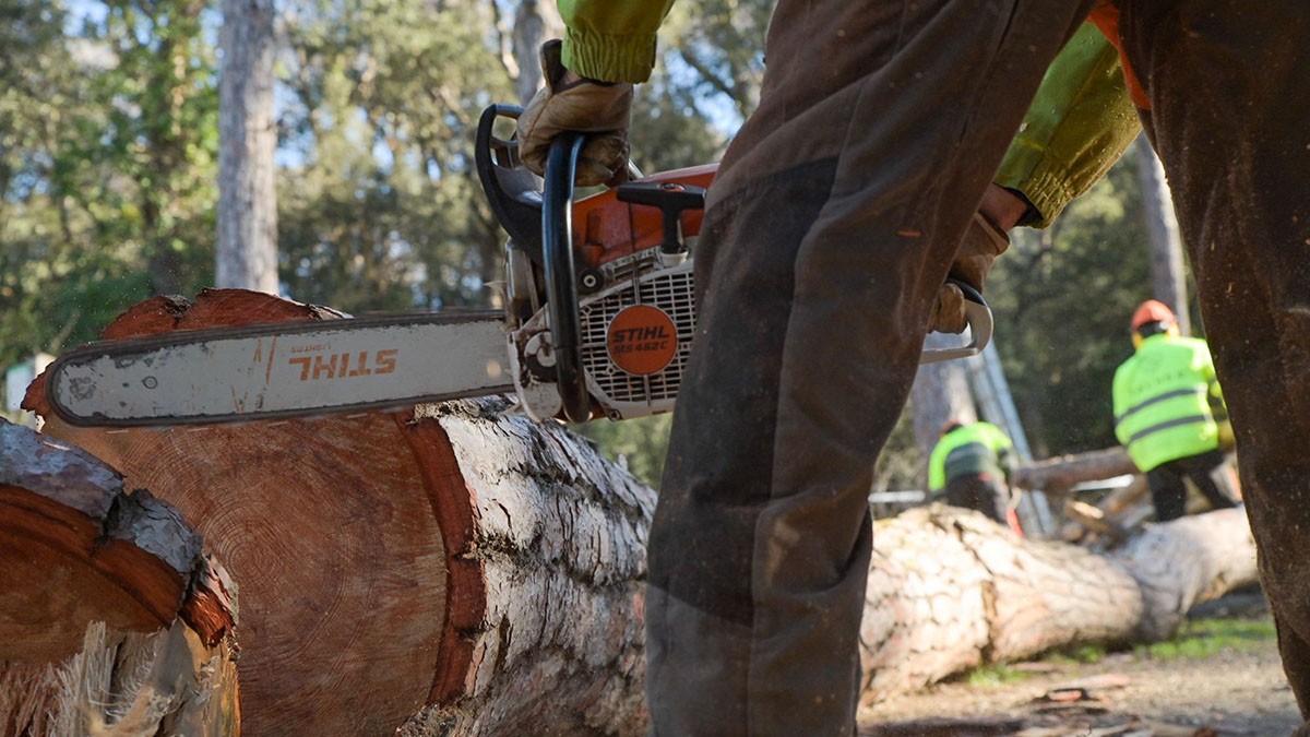La tala d'arbres morts per la sequera arriba a les portes de Barcelona