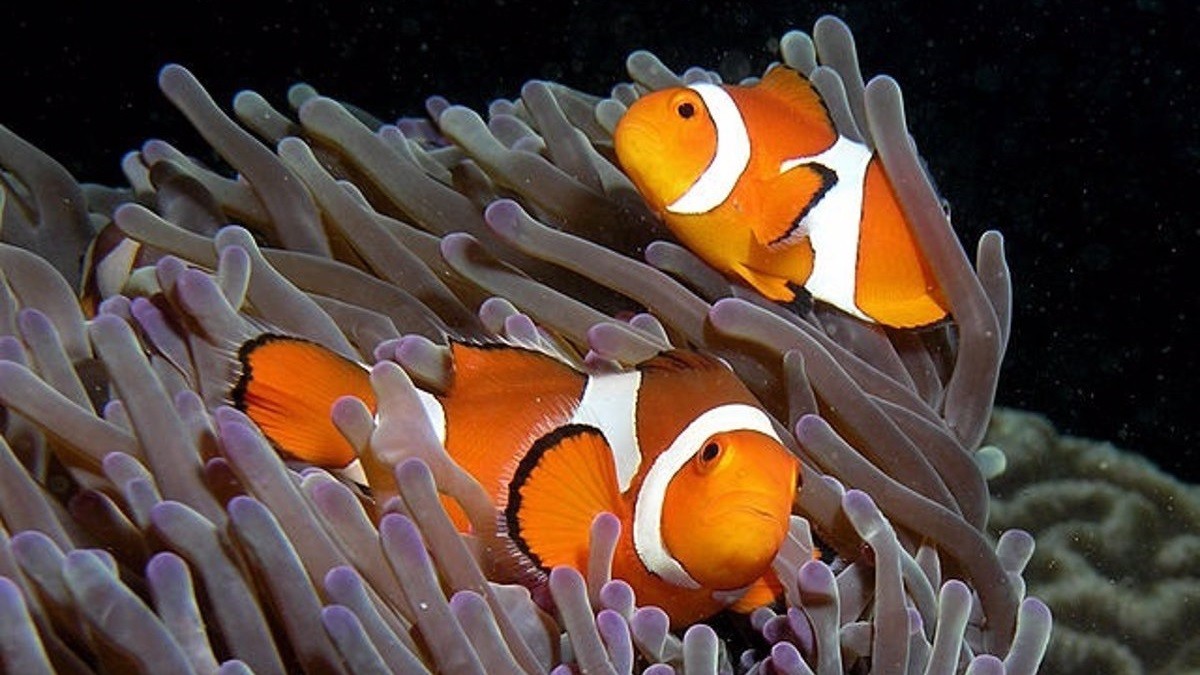 La curiosa manera que té Nemo per defensar-se dels depredadors
