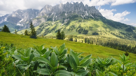 Allotjament gratis als Alps i 400 euros: l'oferta per fer de «conillet d'Índies» d'un estudi científic