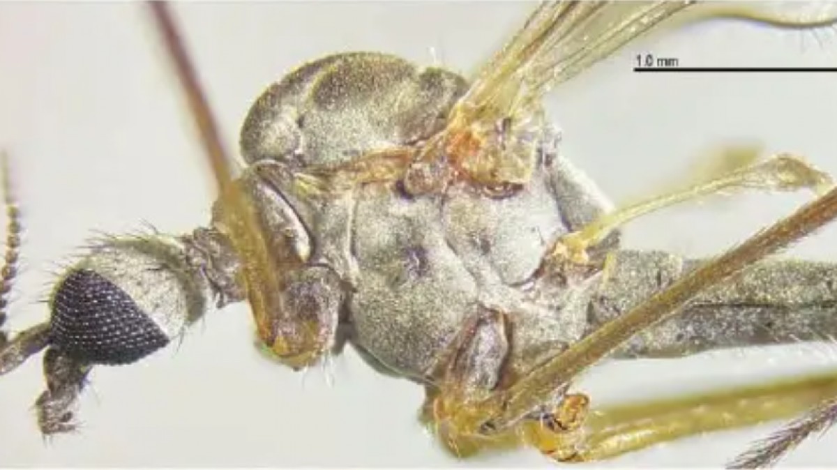 Descobreixen un nou insecte a Collserola