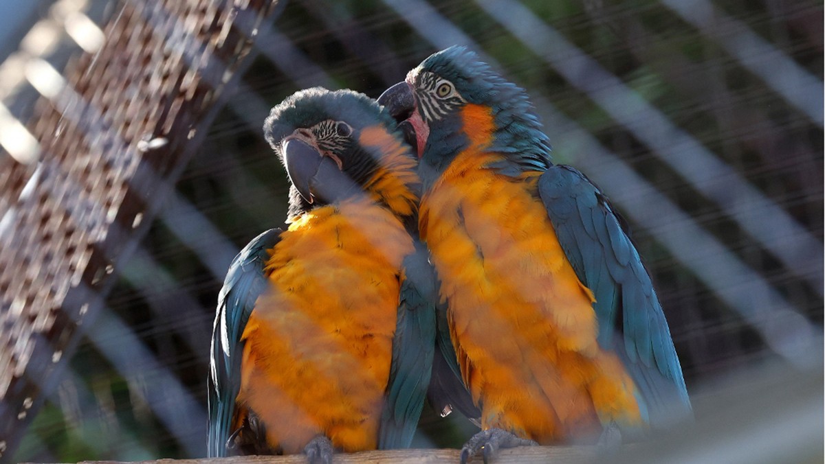 Neixen per primera vegada al Zoo de Barcelona dues cries d'una espècie en perill crític d'extinció