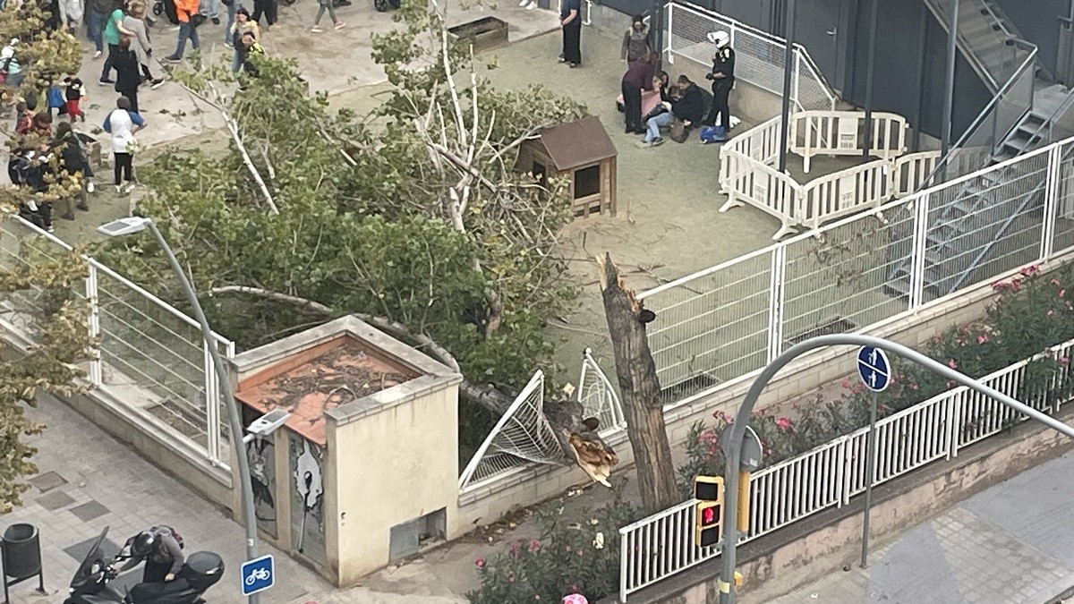 Nou ferits per la caiguda d'un arbre al pati d'una escola de Barcelona