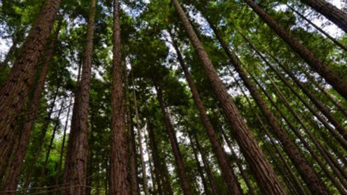 Recomanen no tocar les sequoies en un bosc turístic de Cantàbria
