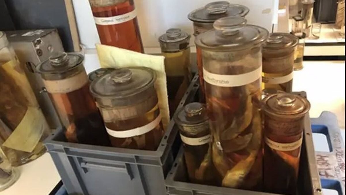 Descobreixen que un peix que es creia extint està molt estès amb un altre nom