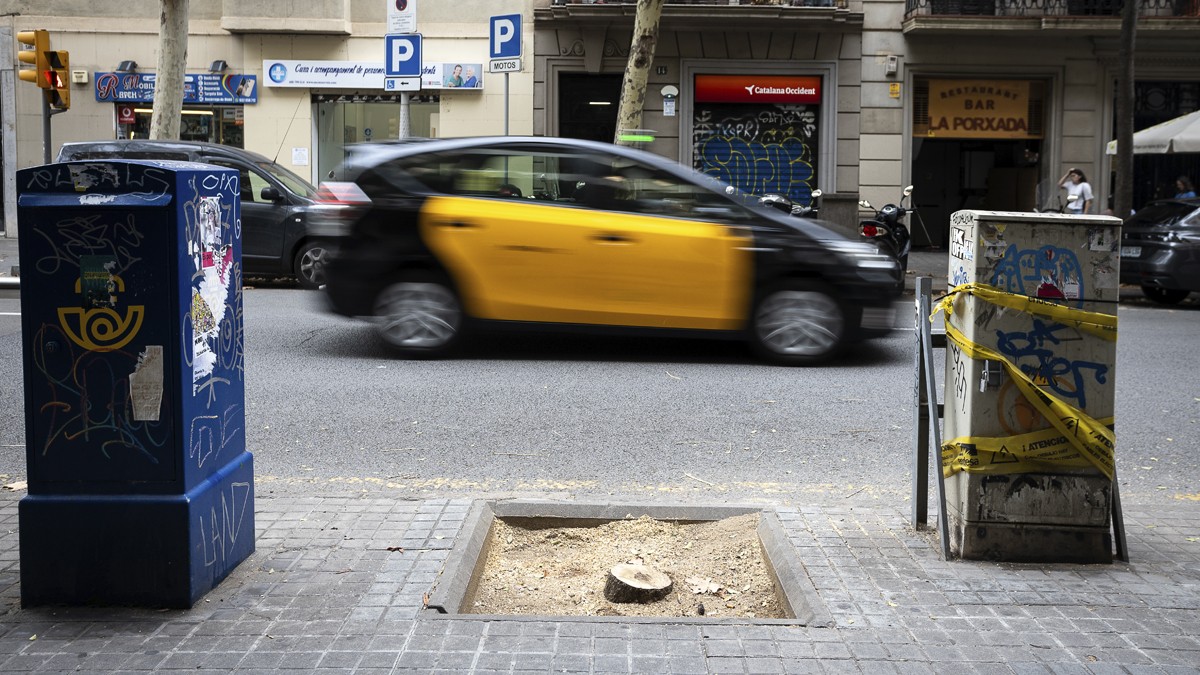 Cau un altre arbre al carrer Sant Antoni Maria Claret de Barcelona