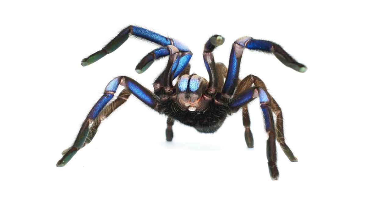 Descobreixen a Tailàndia una nova espècie de taràntula de color blau elèctric