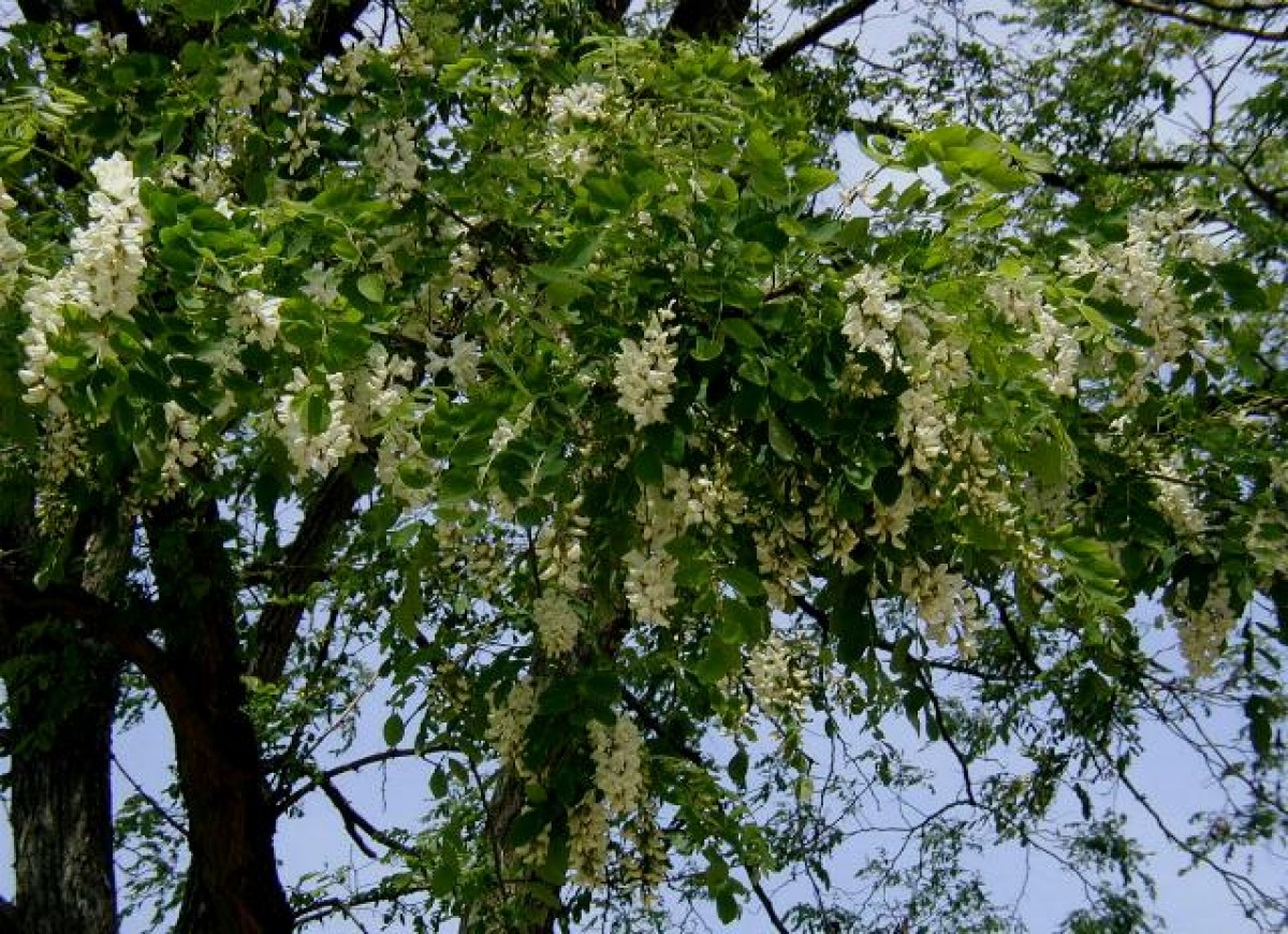 Tanquen un espai de joc infantil al Clot després de caure un arbre de grans dimensions
