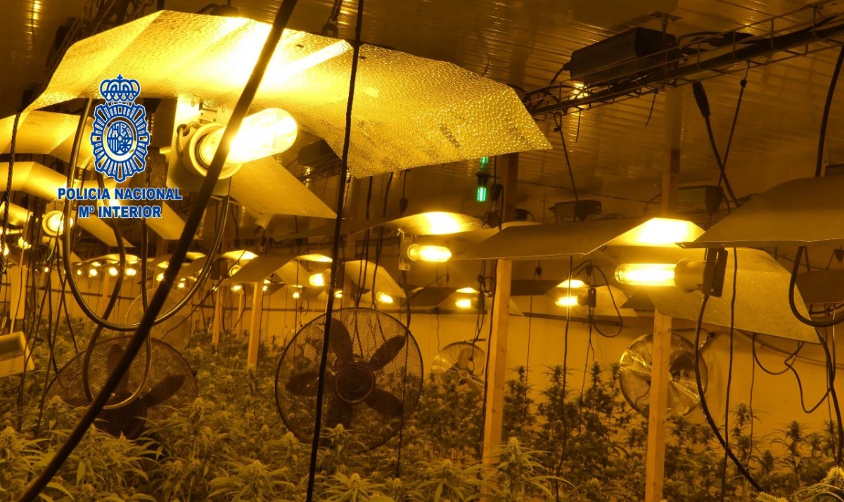 Tres detinguts a Osona acusats de tenir 1.500 plantes de marihuana  