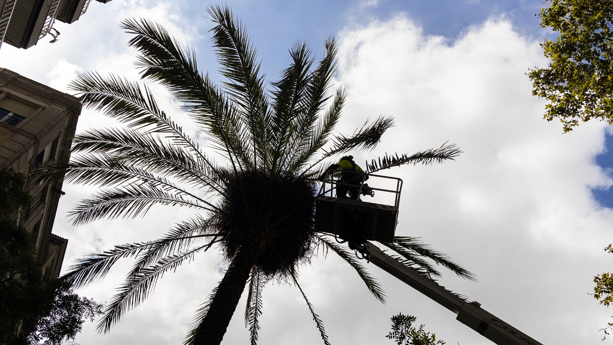 La sequera, possible hipòtesi del mal estat de la palmera que va matar una noia al Raval