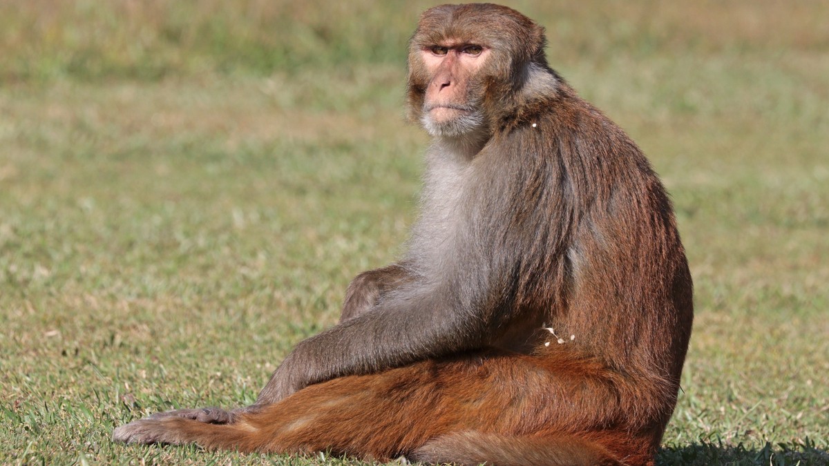 Un estudi demostra que l'homosexualitat en macacos rhesus és hereditària