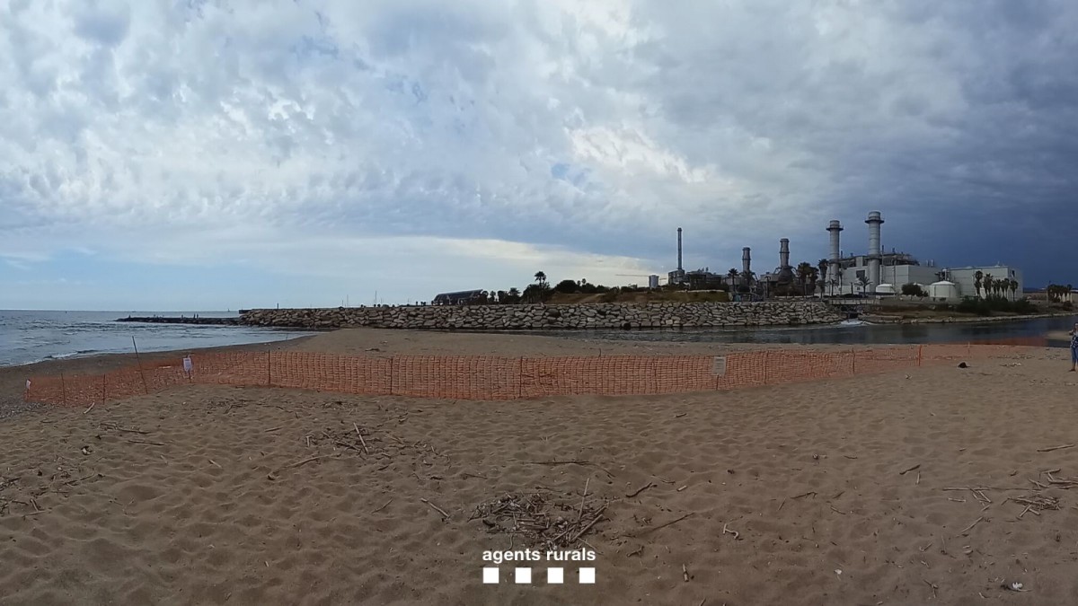 Tanquen parcialment la platja de Sant Adrià perquè hi ha un niu d'una espècie protegida