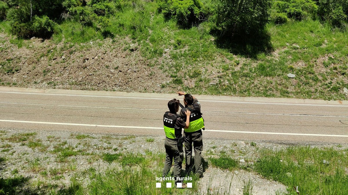 Els Agents Rurals han intentat sense èxit foragitar l'os del port de la Bonaigua - Agents rurals