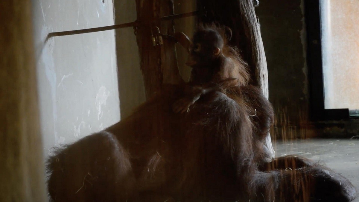 Mor una cria d'orangutan al Zoo de Barcelona