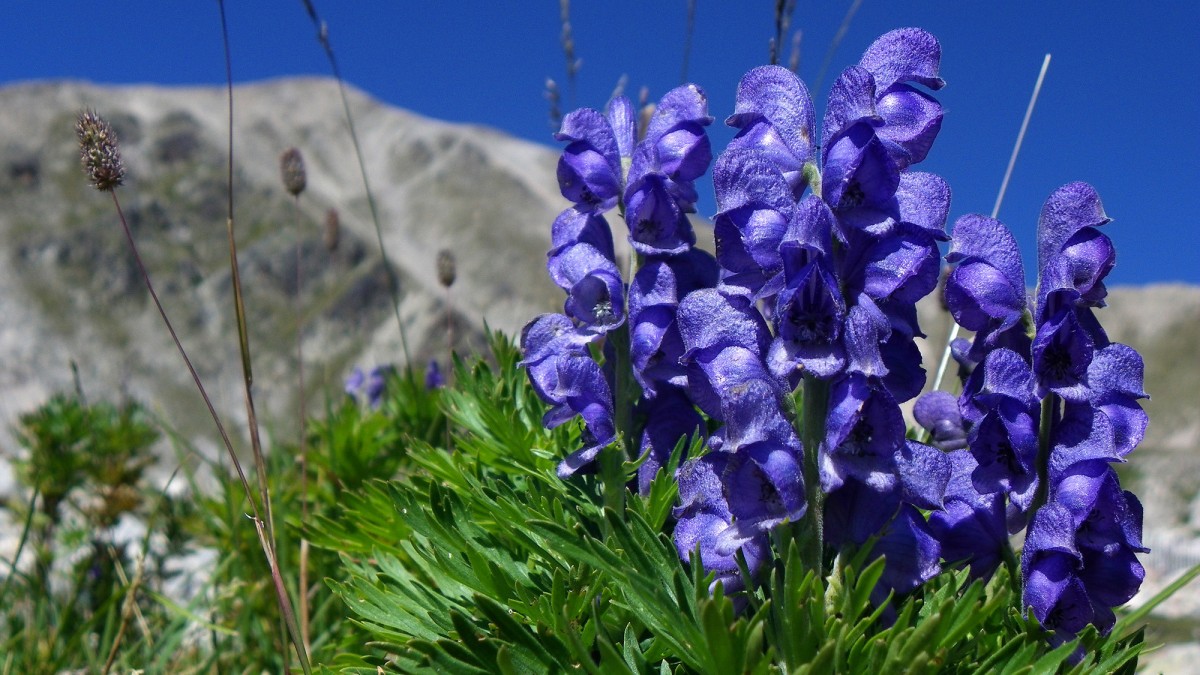 Tora blava, la planta més tòxica d'Europa.  - Valler 
