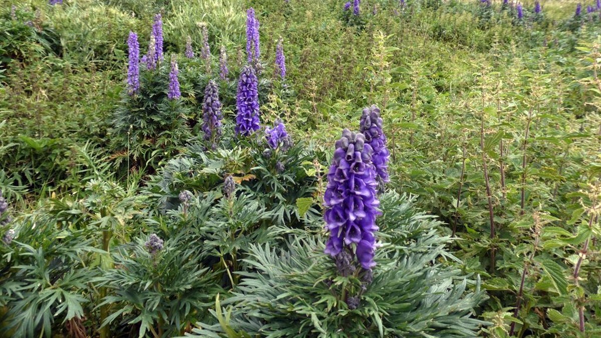 La Tora Blava, la planta que ha ingerit l'excursionista -  Parc Natural Cadí-Moixeró