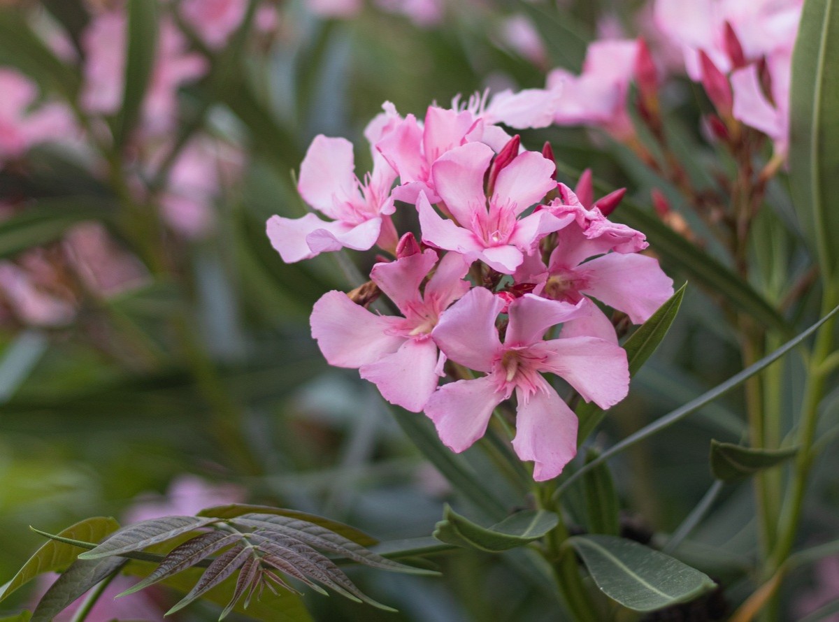 Set plantes verinoses d'exterior que més val no tenir al jardí