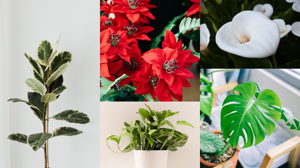 Deu plantes tòxiques d'interior que és millor evitar a casa