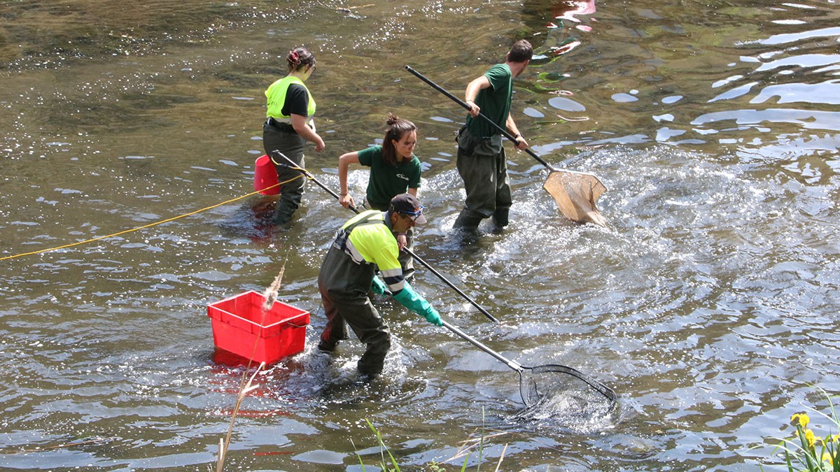 Electrocuten els peixos de l'Onyar a Girona per transvasar-los al Ter
