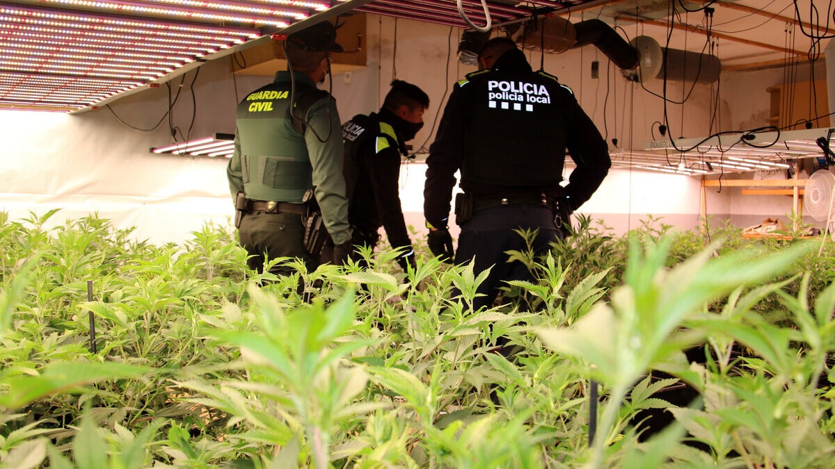 Dinou detinguts en un macrooperatiu contra el cultiu de marihuana al Baix Penedès i Tarragonès