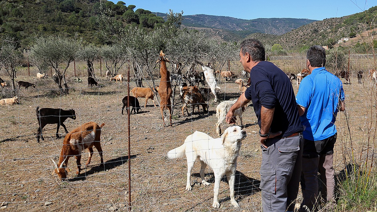 Quan pasturar per aturar els incendis no permet guanyar-se la vida