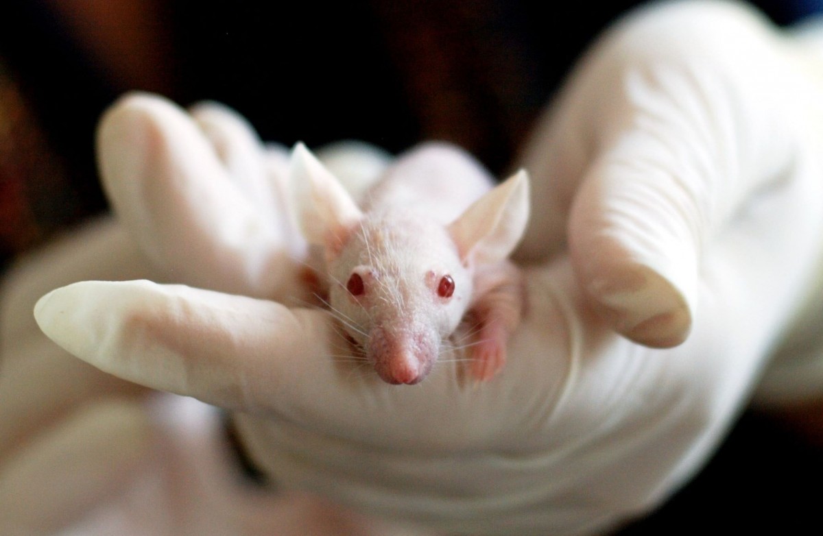 Un estudi aconsegueix revertir la paràlisi en ratolins gràcies a una teràpia gènica