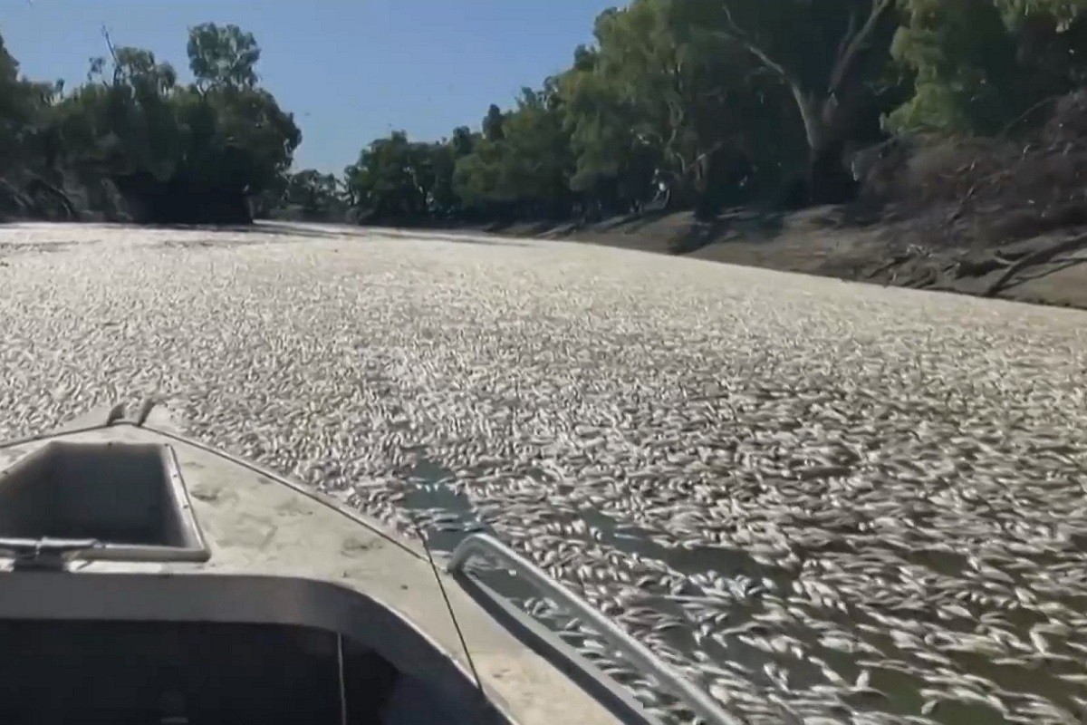 Apareixen milions de peixos morts a un riu d'Austràlia