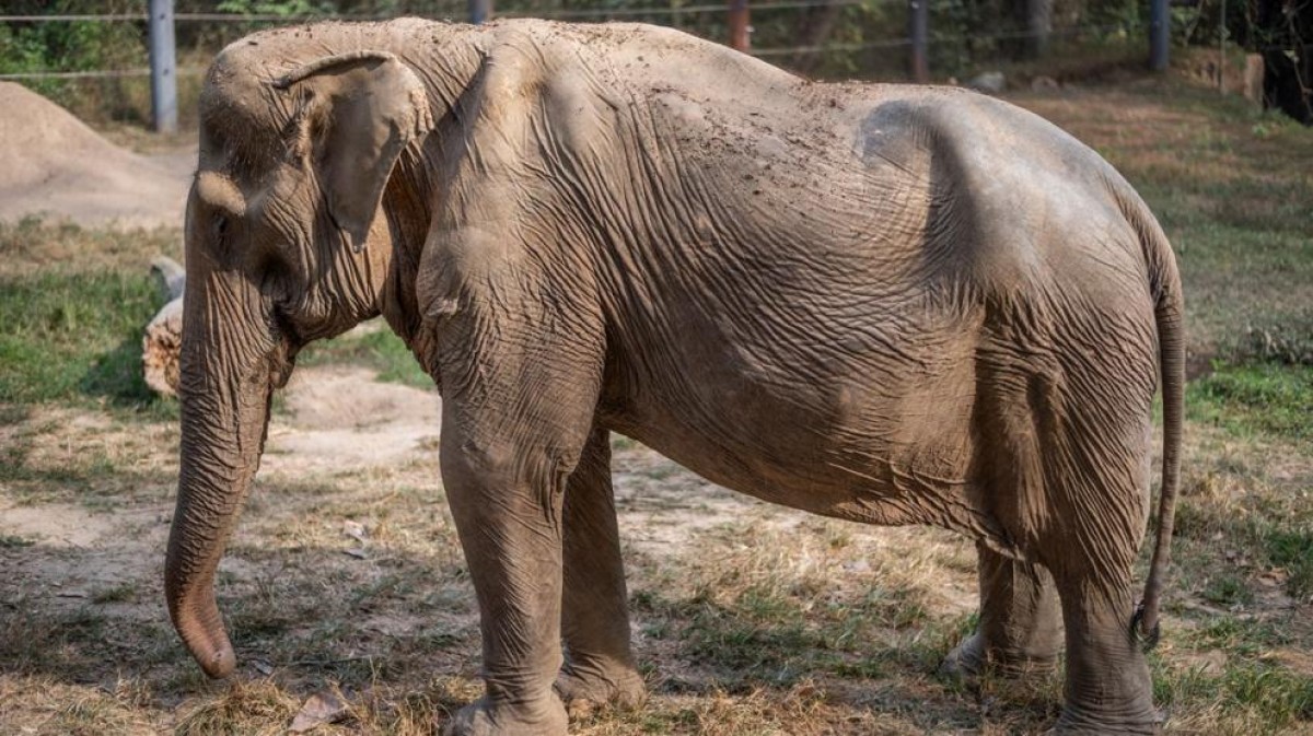 El resultat visible en un elefant de carregar turistes a l'esquena 