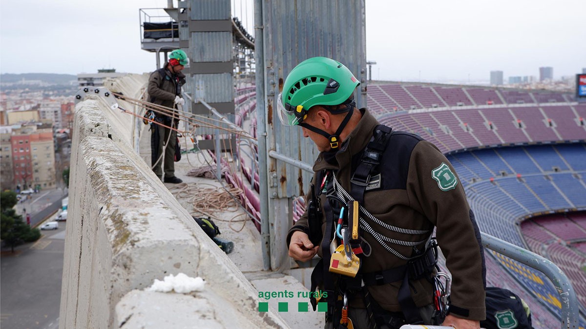 El Camp Nou, un ecosistema més divers del que et podies imaginar