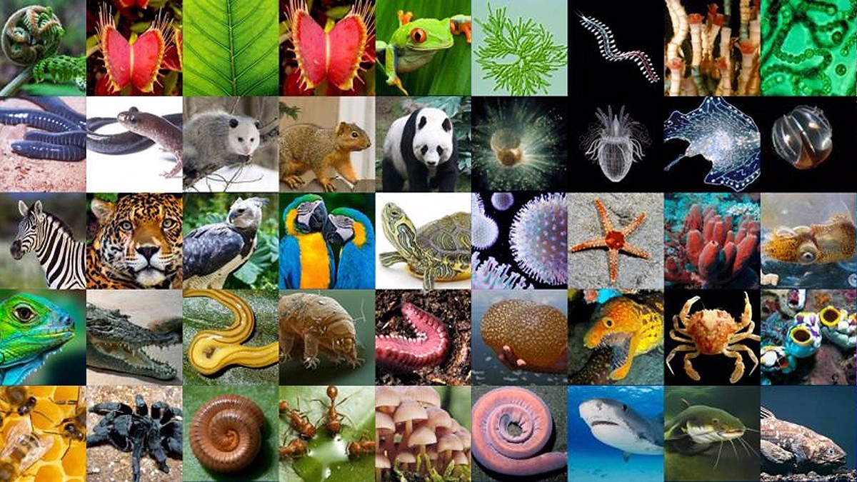 Hi ha un límit a la biodiversitat global o sempre hi cabran més espècies?