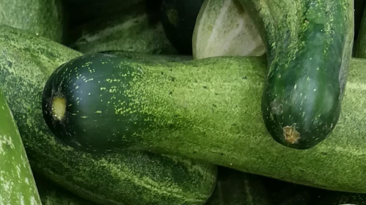 Uns cogombres espanyols provoquen un gran brot de salmonel·la a Europa